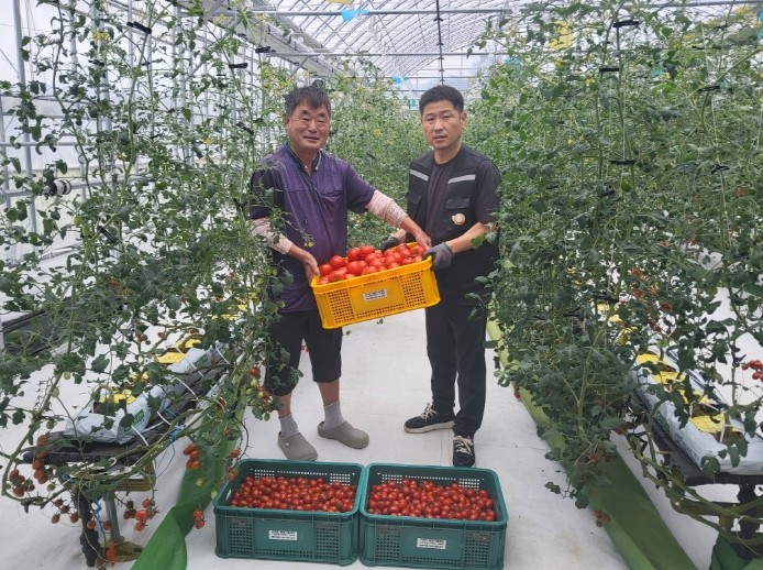 고성군농업기술센터, 실증시험 재배 토...