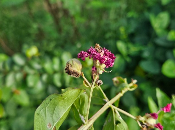 전남산림연구원, 배롱나무 피해 맵시혹...