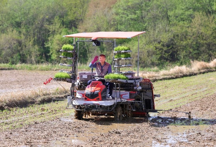 함양군 지곡면에서 2026년 첫 모내...